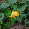Yellow pumpkin growing on the ground Royalty Free Stock Photo