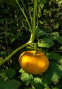 Yellow pumpkin growing vegetable garden