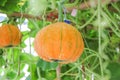 Yellow pumpkin hanging on the tree.