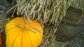 Yellow pumpkin on hay bale near wooden barrel with ears of wheat. Autumn decor. Fall background. Rich harvest. Thanksgiving day. V Royalty Free Stock Photo