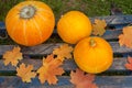 Yellow pumpkin and maple leaves on blue table