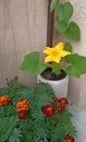 Yellow pumpkin and orange marigolds flowers with green leaves in the pot gardening, spring and summer time Royalty Free Stock Photo
