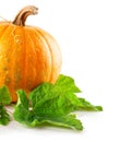 Yellow pumpkin vegetable with green leaves