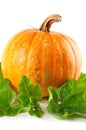 Yellow pumpkin vegetable with green leaves Royalty Free Stock Photo
