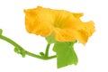 Yellow pumpkin or zucchini flower isolated on a white background. Royalty Free Stock Photo