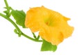 Yellow pumpkin or zucchini flower isolated on a white background. Royalty Free Stock Photo