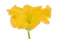 Yellow pumpkin or zucchini flower isolated on a white background. Royalty Free Stock Photo
