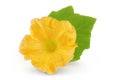 Yellow pumpkin or zucchini flower isolated on a white background. Royalty Free Stock Photo