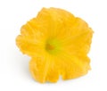 Yellow pumpkin or zucchini flower isolated on a white background. Royalty Free Stock Photo