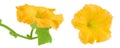 Yellow pumpkin or zucchini flower isolated on a white background. Royalty Free Stock Photo