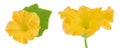 Yellow pumpkin or zucchini flower isolated on a white background. Royalty Free Stock Photo