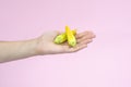 Yellow pumpkin or zucchini flowers in female hand isolated on pink background Royalty Free Stock Photo