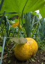 Yellow pumpking on garden Royalty Free Stock Photo