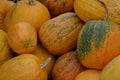 Yellow pumpkins. Harvesting. Autumn day. Preparing for the Halloween. Nature. Cucurbita