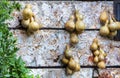 yellow pumpkins on stone wall