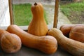 Yellow pumpkins on the window