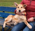 Yellow puppy on leash sits on bench