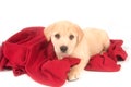 Yellow puppy and red blanket