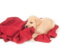 Yellow puppy and red blanket Royalty Free Stock Photo