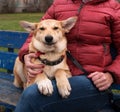 Yellow puppy sits and smiling on bench next to hostess