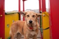 Yellow puppy standing on playground