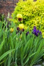 Yellow and purple Bearded Irises in a herbaceous border.