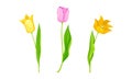 Yellow and Purple Blooming Tulips Flowers with Large and Showy Bud on Green Stem Vector Set