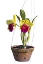 Yellow and purple Cattleya orchid flower bloom and hanging in brown pot in the garden isolated on white background. Royalty Free Stock Photo