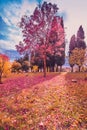 Yellow and purple colorful leaves autumn colors in the park outdoor with tree and sun ray Royalty Free Stock Photo