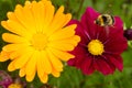 Yellow and purple cosmos flowers with a bee visiting in summer Royalty Free Stock Photo