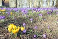 Yellow and Purple Crocuses in a public park