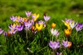 Spring in Munich again Royalty Free Stock Photo