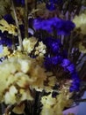 Yellow and purple dried flower