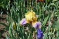 Yellow and purple flower of bearded iris in May Royalty Free Stock Photo