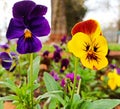 Yellow and purple pansy flower with water droplets beautifying the garden