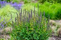 Yellow and purple flowers of a False Indigo plant blooming in a fresh spring garden