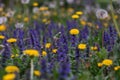 Yellow dandelions and purple flowers field. Colorful spring landscape. Nature wild meadow flowers background Royalty Free Stock Photo