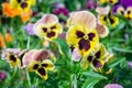 Yellow purple flowers in the garden close up. floral nature background