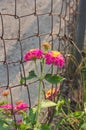 Yellow and purple flowers of a little Spanish flag, Lantana camara Royalty Free Stock Photo