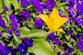 Yellow and purple flowers in Prague Castle garden Royalty Free Stock Photo