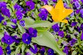 Yellow and purple flowers in Prague Castle garden Royalty Free Stock Photo
