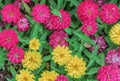 Yellow and purple flowers of zinnia elegans or graceful zinnia