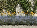 Garden tulips in a bed with Woodland forget me nots in Villa Carlotta in Tremezzo.