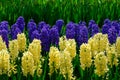 Yellow and purple hyacinth close up in Holland , spring time flowers in Keukenhof Royalty Free Stock Photo