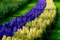 Yellow and purple hyacinth close up in Holland , spring time flowers in Keukenhof Royalty Free Stock Photo