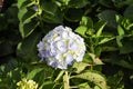 White and purple hydrangeas