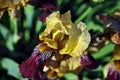 Yellow and purple iris flower blooming, blurry green leaves horizontal background Royalty Free Stock Photo