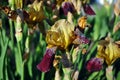 Yellow and purple iris flowers blooming, close up macro detail, blurry green leaves Royalty Free Stock Photo