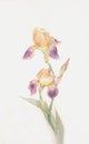 Yellow-purple iris flowers watercolor painting Royalty Free Stock Photo