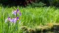 Colorful British castle garden in Sussex, England Royalty Free Stock Photo